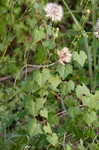 Creeping cucumber